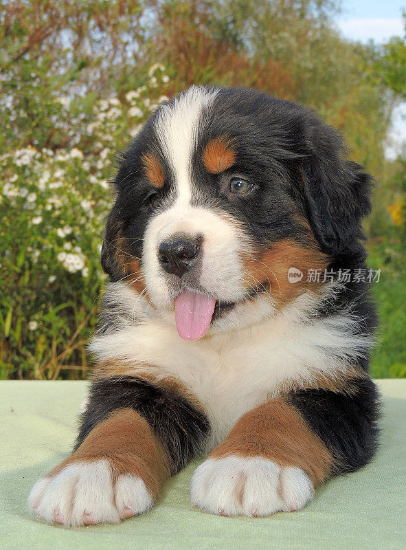 伯恩斯山地犬(Berner Sennenhund)小狗喜欢大自然